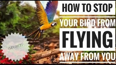 How to stop your bird from flying away from you