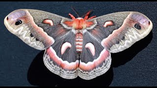 The Largest Moth in North America!