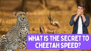 cheetah running fast - Secret Weapon - Cheetah Speed by Doweelant 15 views 1 year ago 3 minutes, 5 seconds