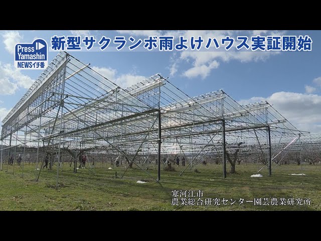 新型サクランボ雨よけハウス実証開始 山形県寒河江市農業総合研究 