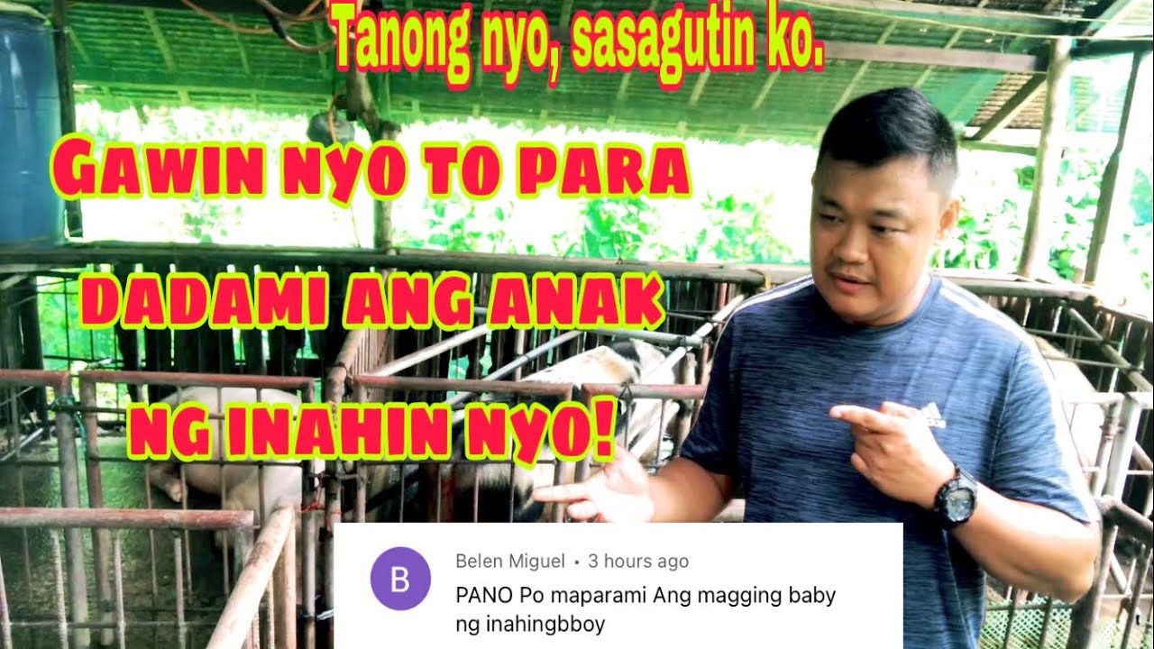 Paano paramihin  ang anak ng ating mga inahing baboy | Ryan Patenio