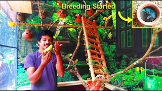 Breeding Started | First Update From Our Aviary | Feeding Our Birds