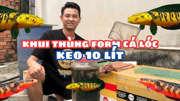 Khui Thùng Form Cá Lóc Trong Keo 10 Lít Dời Sang Form Thùng Xốp Form Ngoài Trời