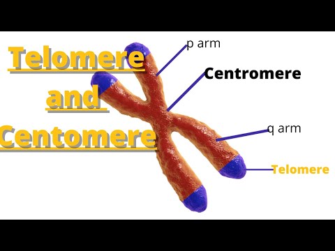 Vidéo: Différence Entre Centromère Et Télomère