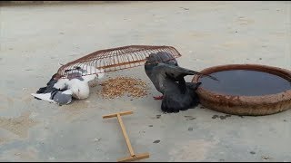Pigeon Trap  How to Catch Pigeon Easily  Easy Bird Trap
