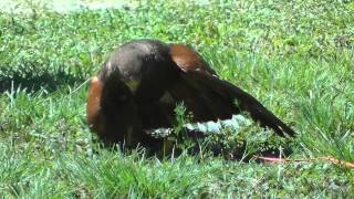 Hawks at Flight of the Raptor - Indian Festival