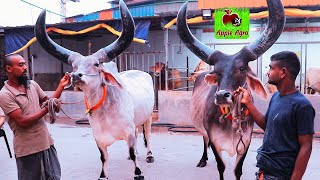 এবার আপেল এগ্রোতে ভারতের রাজস্থান থেকে আনা কনকরাজ ষাঁড় গরু । Cow News । Kankrej Cows