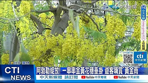 【每日必看】阿勃勒绽放! 金黄花穗垂挂 游客嗨赏"黄金雨" 20230528 @CtiNews - 天天要闻