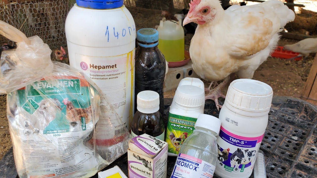 في البادية/الأدوية لي تحتاجها كل مربية دجاج لعلاج /الجدري/الشخرة/العطسة/نيوكاسل/الاسهال/دمعة العين