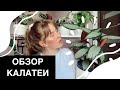 Моя Коллекция Марантовых/Обзор Комнатных Растений/Калатеи/Мои секреты/Сандериана/