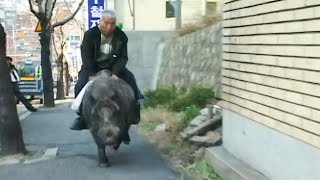 The grandfather who made the boar his son