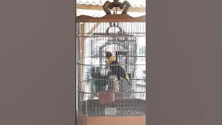 Golden myna gacor