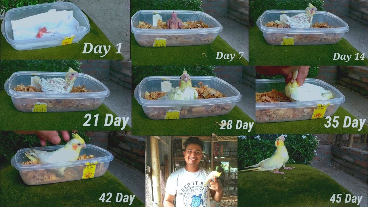 ককাটেল পাখির হ্যান্ড ফিডিং প্রক্রিয়া ১থেকে৪৫ দিনে বড় হওয়া | cockatiel growing up |Birds of Village