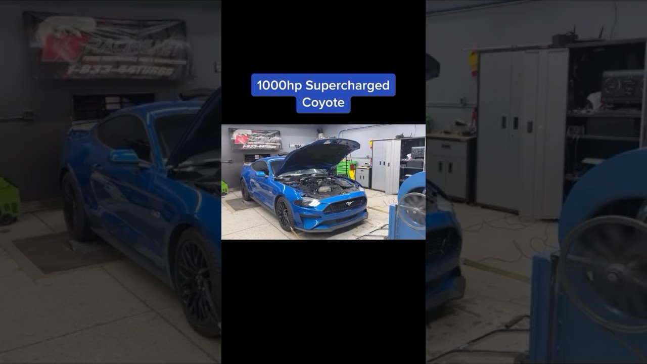 Mustangs Being Mustangs 😂 #559 #shorts