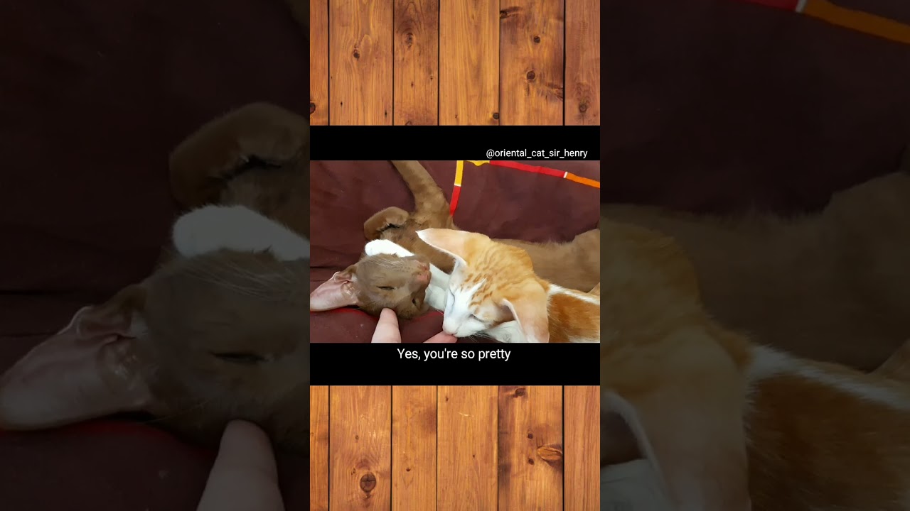 Арбузивные отношения 🍉😺 Я тебя Л̶Ю̶Б̶Л̶Ю̶ укушу 