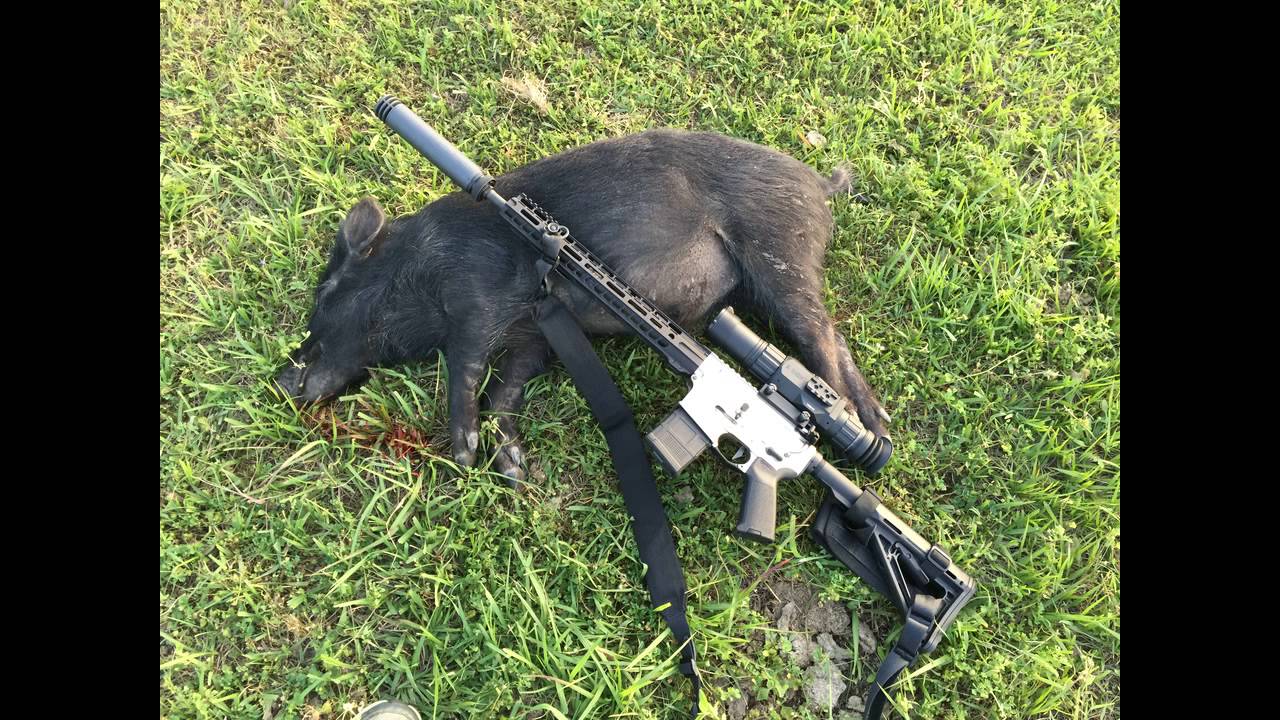 Suppressed Hog Hunt YouTube