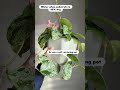 Hoya carnosa 'freckles splash' care #houseplants Hoya carnosa 'freckles splash' care #houseplants