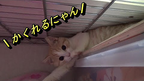 きにゃこ物語 Youtube