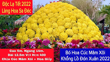 🌼 Độc lạ Bó Hoa Cúc Mâm Xôi Khổng Lồ Xuân 2022 Xuất Hiện Ở Làng Hoa Sa Đéc 2022 | Khương Nhựt Minh