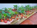 Recycle pallets to grow strawberries for family, lots of fruit and easy to make