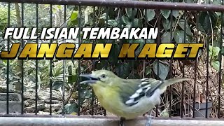 Masteran sirtu gacor full isian nembak bening hanya ada di sini tempo jeda