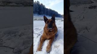 Зимняя прогулка с собакой на реку Вилия#собака #пейзаж #зима #прогулка #рождество #природа #река