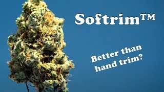 Softrim™ Cannabis Deleafing robot. Elysium Cultivation. Customer Review.
