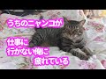 ♯111【猫のほのぼのする話】うちのニャンコが仕事に行かない俺に疲れている