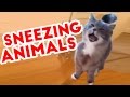 Try Not To Laugh At These Sneezing Pets & Animals of 2016 Weekly Compilation | Funny Pet Videos