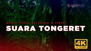 Download Lagu SUARA HUJAN \u0026 TONGERET | GARENGPUNG | SOUND CICADA, ASMR SLEEP RELAXATIONS MP3 Download Lagu SUARA HUJAN \u0026 TONGERET | GARENGPUNG | SOUND CICADA, ASMR SLEEP RELAXATIONS MP3
