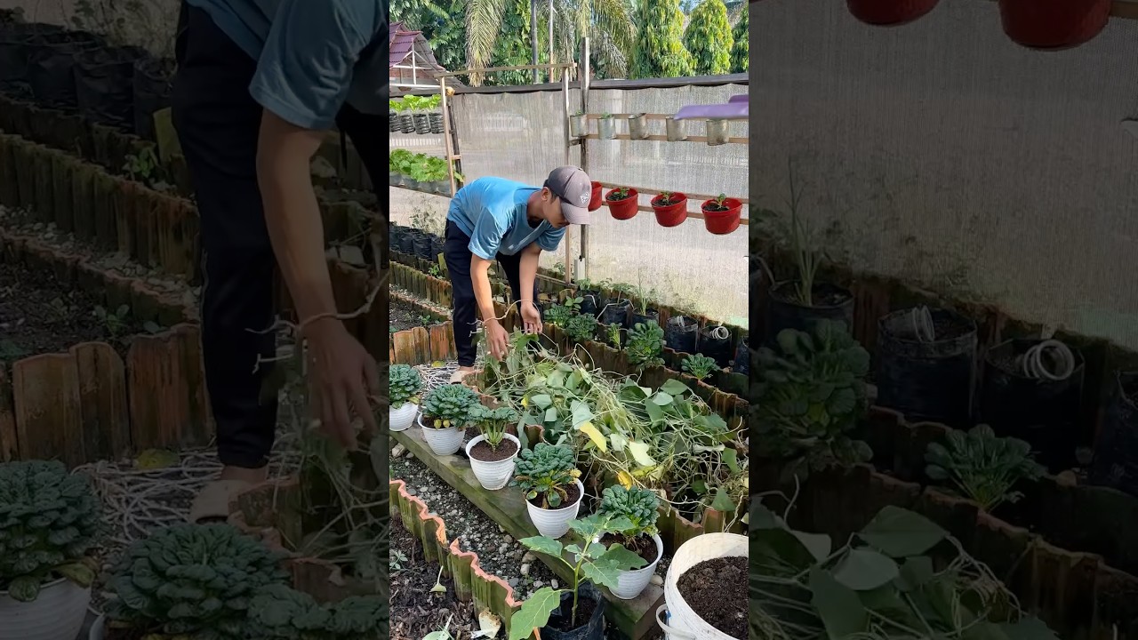 Nothing Goes to Waste: Turning Spent Plants into Garden Fertilizer #gardening #backyardgardening