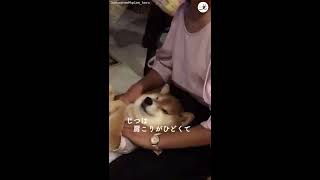 お姉ちゃんに捕獲されて抵抗するが…いつのまにかうっとり💕な柴犬 #Shorts