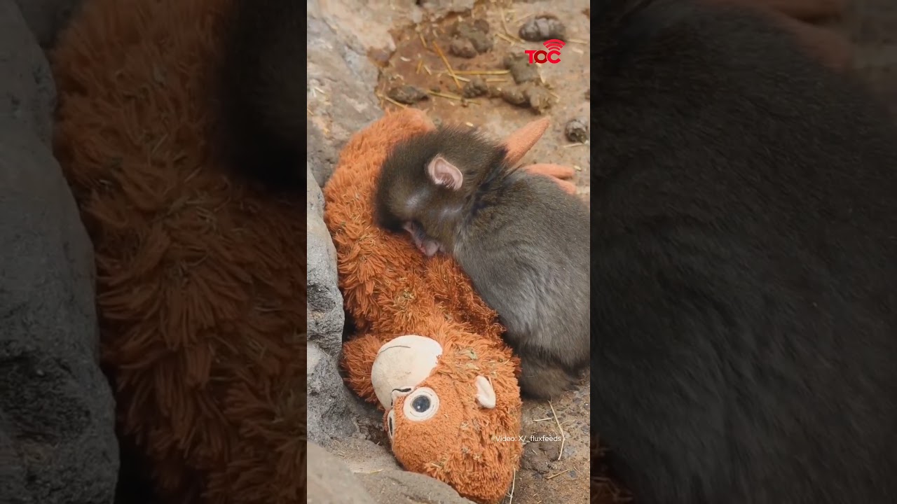 Six-month-old macaque at Ichikawa zoo goes viral for cuddling plush “mother”