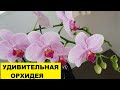 ОБНОВЛЯЮ БАЛКОН..УДИВИТЕЛЬНАЯ ОРХИДЕЯ