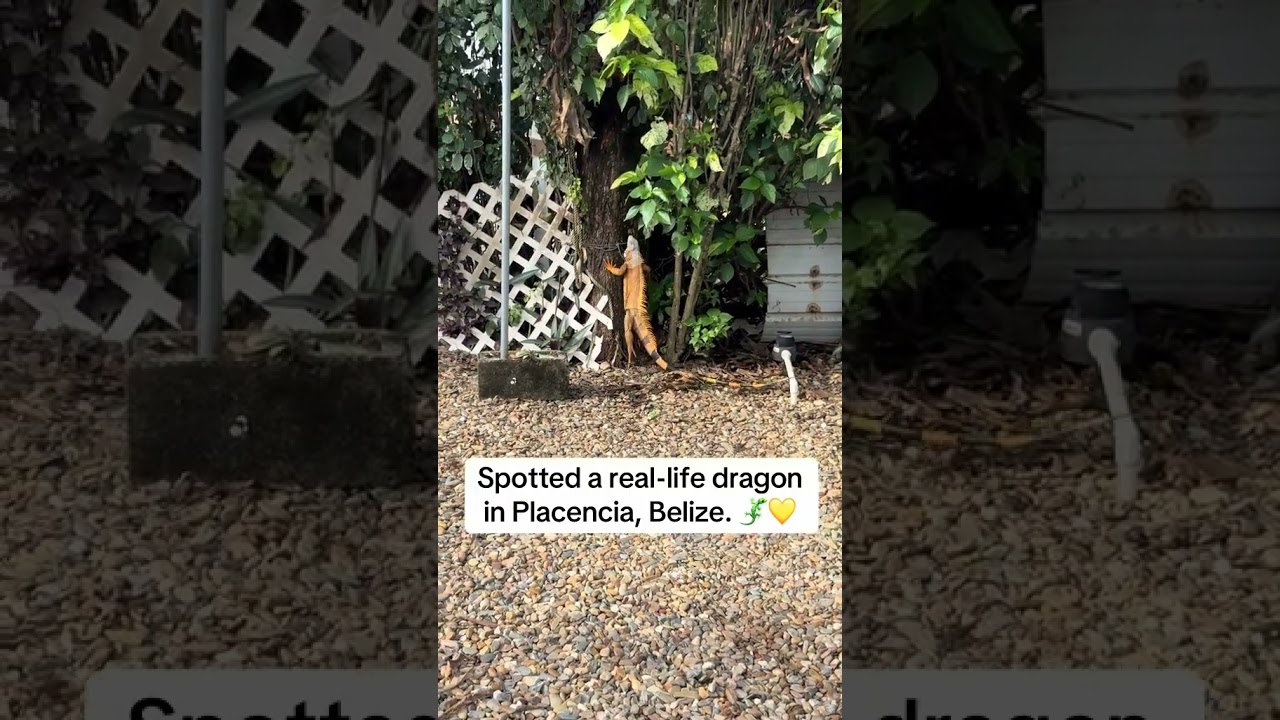 Real Life Dinosaur in Belize? 🦖🧡 
