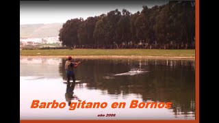 Barbo gitano a mosca en Bornos