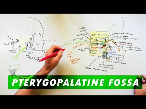 Pterygopalatine Fossa - सीमाएं, संचार और सामग्री