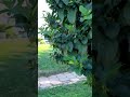 فيروز حبيبي قال انطريني