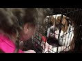 Dog Treats | Our Dogs Reaction to his first Sugar Free Popsicle Treat
