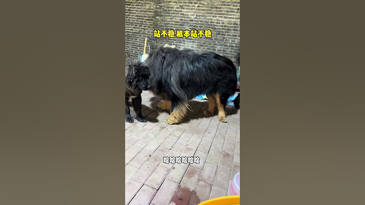🐶超强力风扇来了！加布表示这个夏天有点冷😢 #dog #pets #藏獒 #加布 #萌宠 #宠物 #tibet #tibetanmastiff #shortsvideo