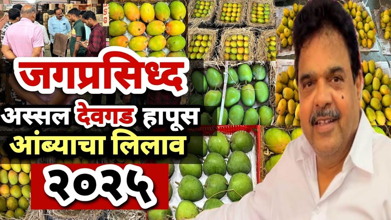 जगप्रसिध्द अस्सल देवगड हापूस आंब्याचा लिलाव 2025 🥭🥭🥭हापूस आंबा स्वस्त दरात कुठे मिळेल🙏