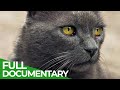 Follow Your Cat - What Felines get up to When They Leave the House | Free Documentary Nature