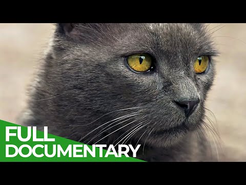 Video: The Secret Lives of Cats