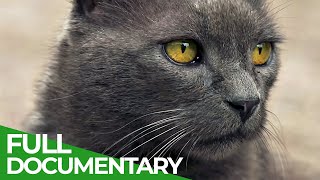 Follow Your Cat  What Felines get up to When They Leave the House | Free Documentary Nature