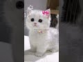what's your favourite animal?