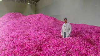 1 MILLION ROSES EVERY DAY! Production of Essential oil from Rose Petals