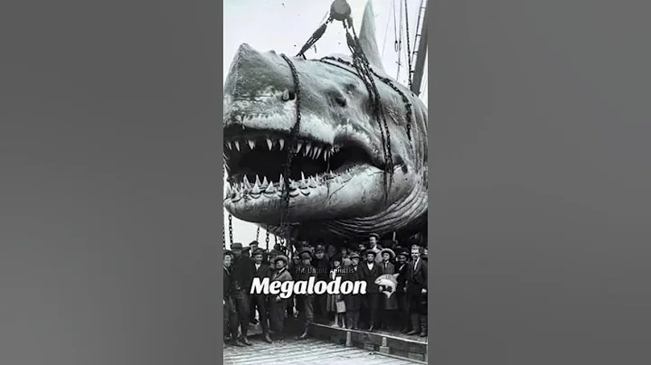 Is Megalodon Still Alive? #megalodon #shorts