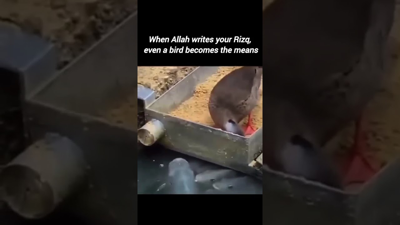 Even Birds Can Bring Rizq – Trust Allah’s Plan 