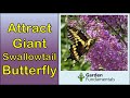 Attract Giant Swallowtail Butterfly to Your Garden 🦋🦋🦋 Giant Swallowtail Caterpillar Host Plants