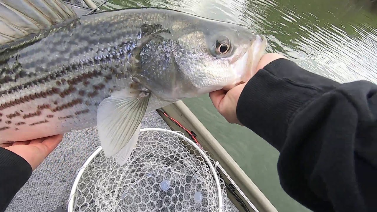 Sacramento River Striper Fishing - YouTube